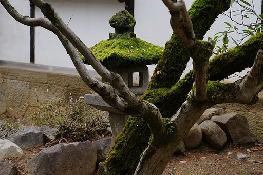 苔