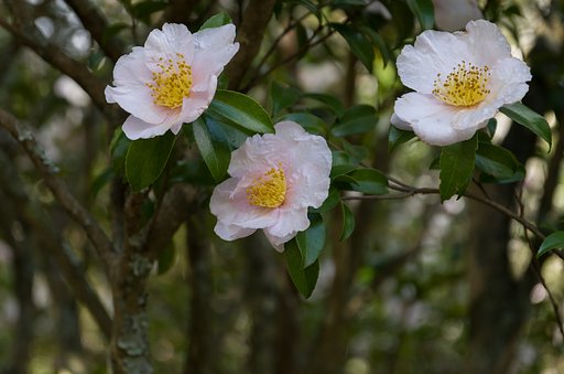 山茶花
