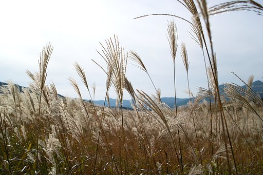 １０月の係り募集