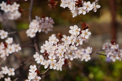 赤葉櫻(ベニバスモモ)
