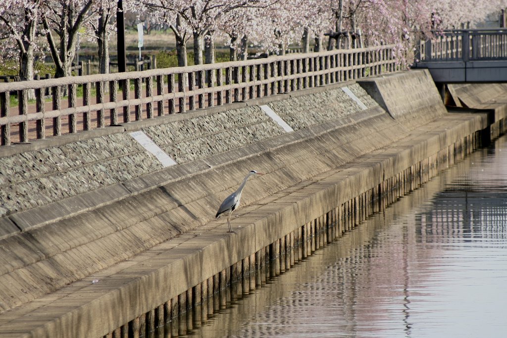 花見じゃないよ