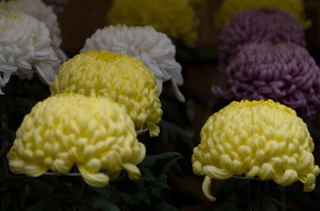 菊花展