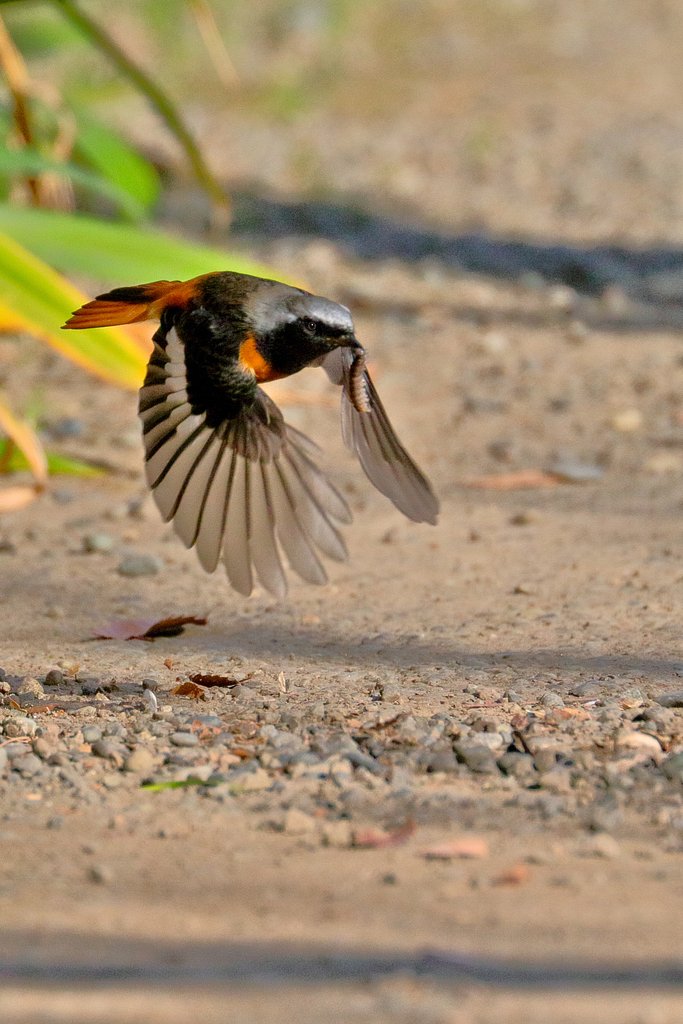 【動感】捕食