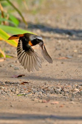 【動感】捕食