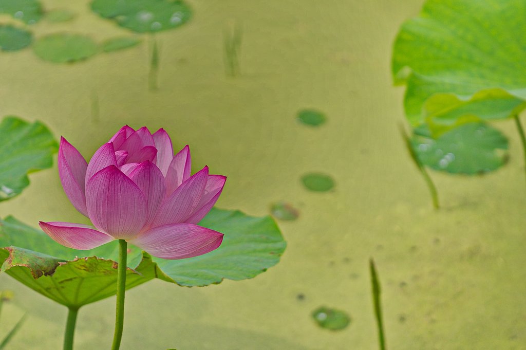 【広がり】花はす