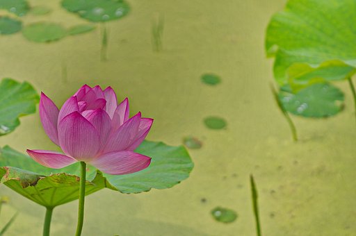 【広がり】花はす