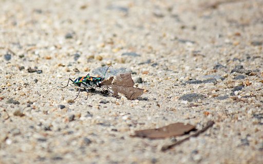 【動感】 ハンターハンミョウ捕獲シーン
