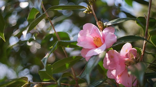 蘆花公園にて