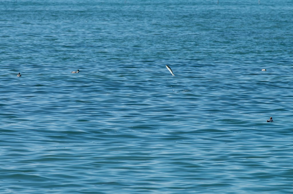 三河の海