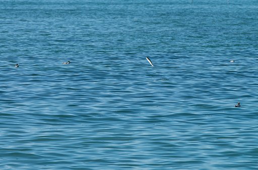 三河の海