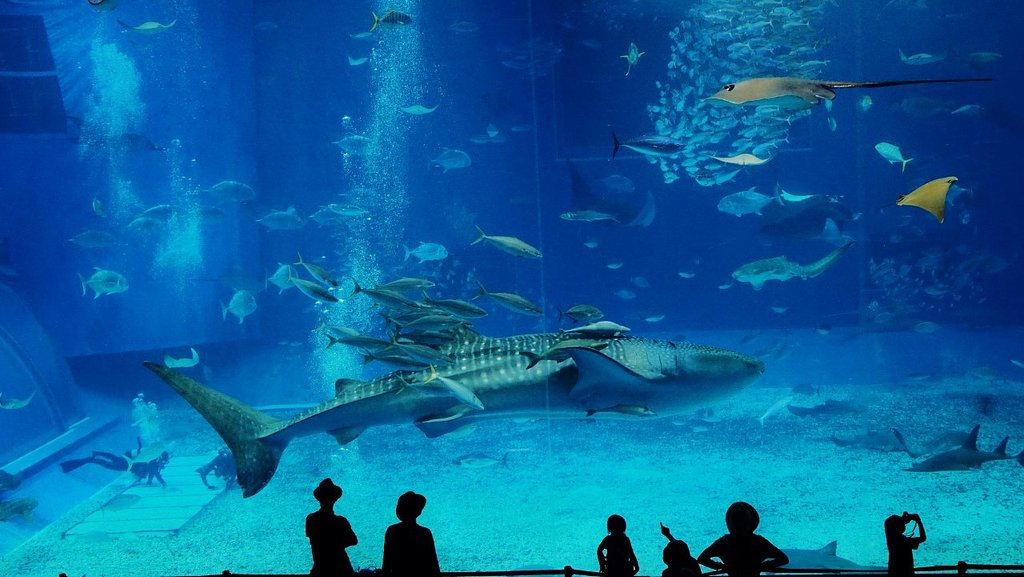 美ら海水族館