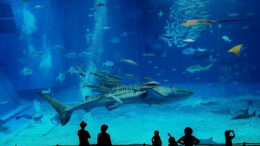 美ら海水族館