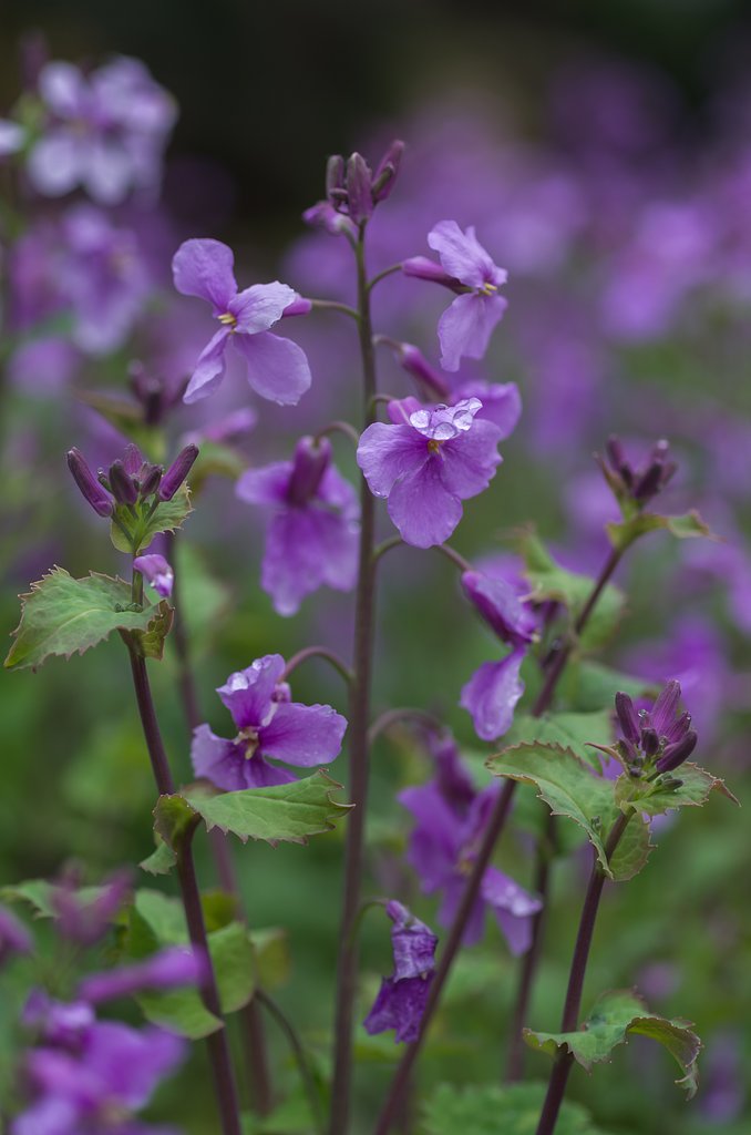 SIGMA MACRO 70mm F2.8 