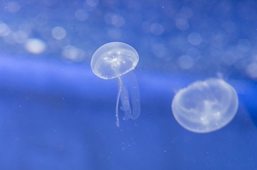 かさの【広がり】