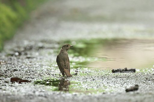 オオルリ♀