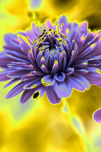 庭の花