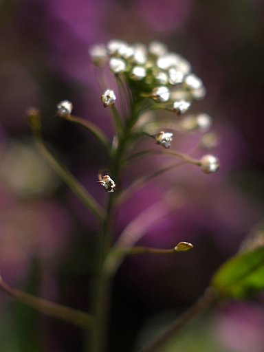 ぺんぺん草