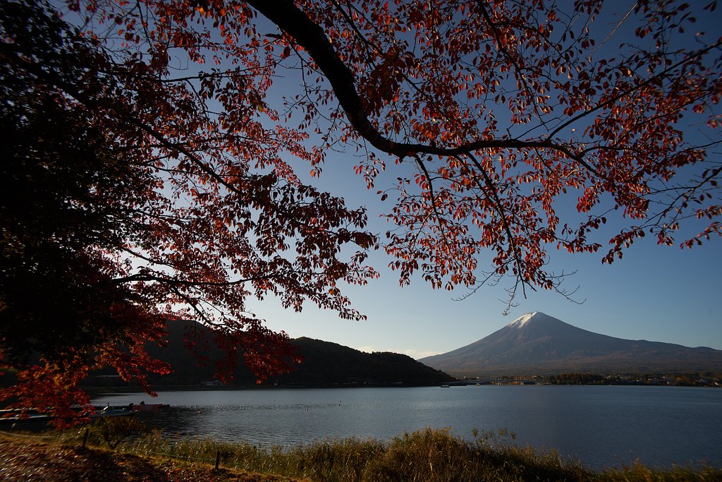 紅く染まる桜