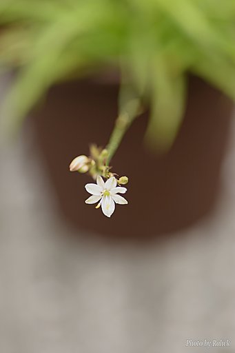 ちっちゃな花