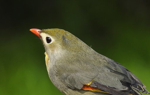 ソウシチョウ