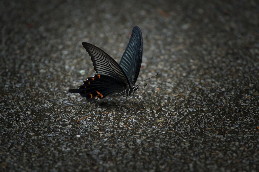 TAMRON 28-300mm F3.5-6.3 VC