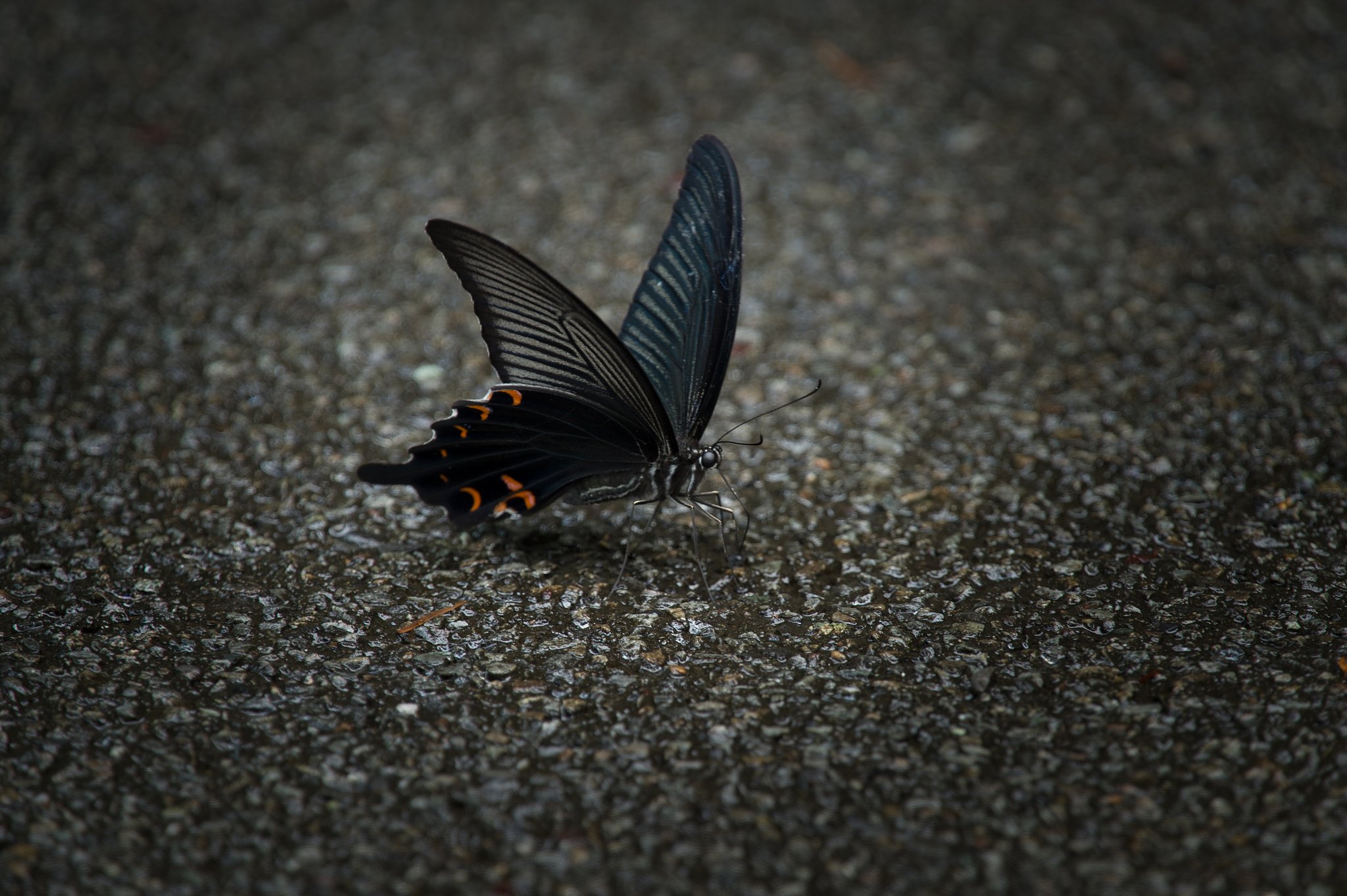 TAMRON 28-300mm F3.5-6.3 VC