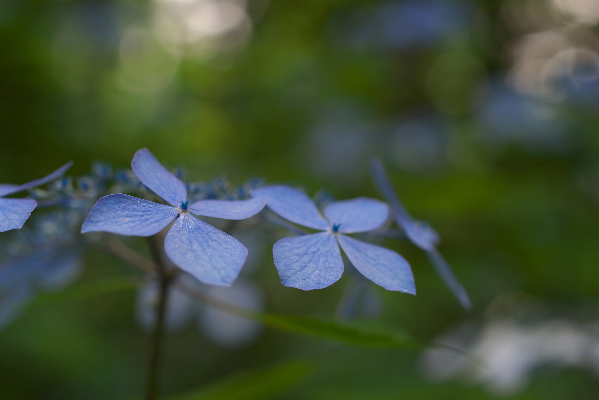 Makro-Planar 50mm F2 ZF