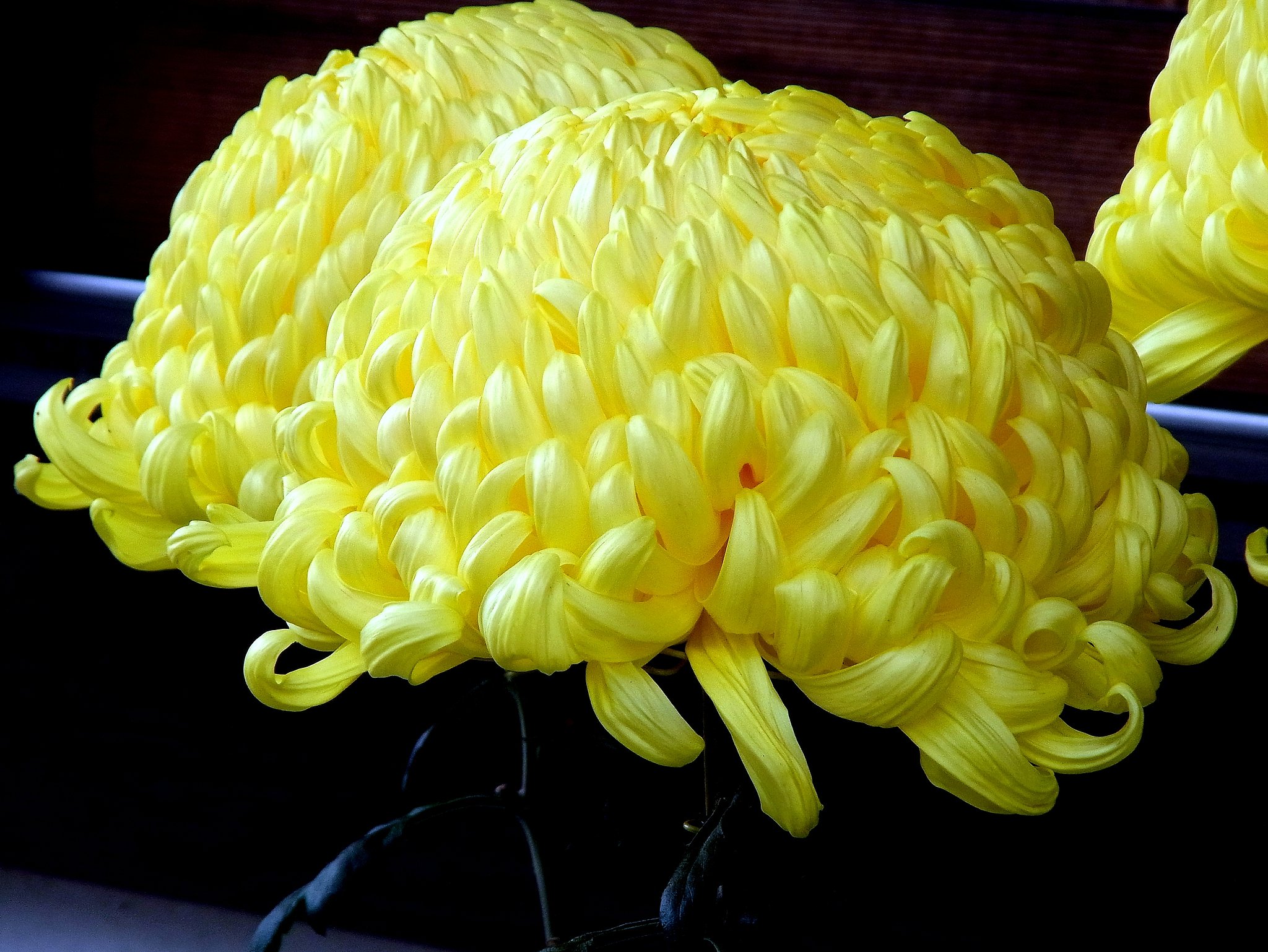 菊