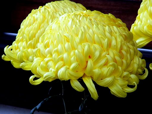 菊