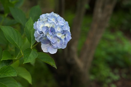 Otus 85mm F1.4 ZF