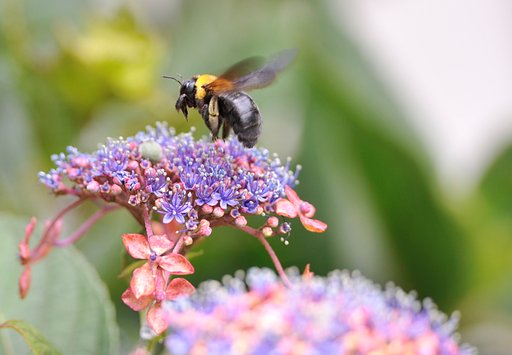 【広がり】 熊蜂（クマバチ）の蜜探し