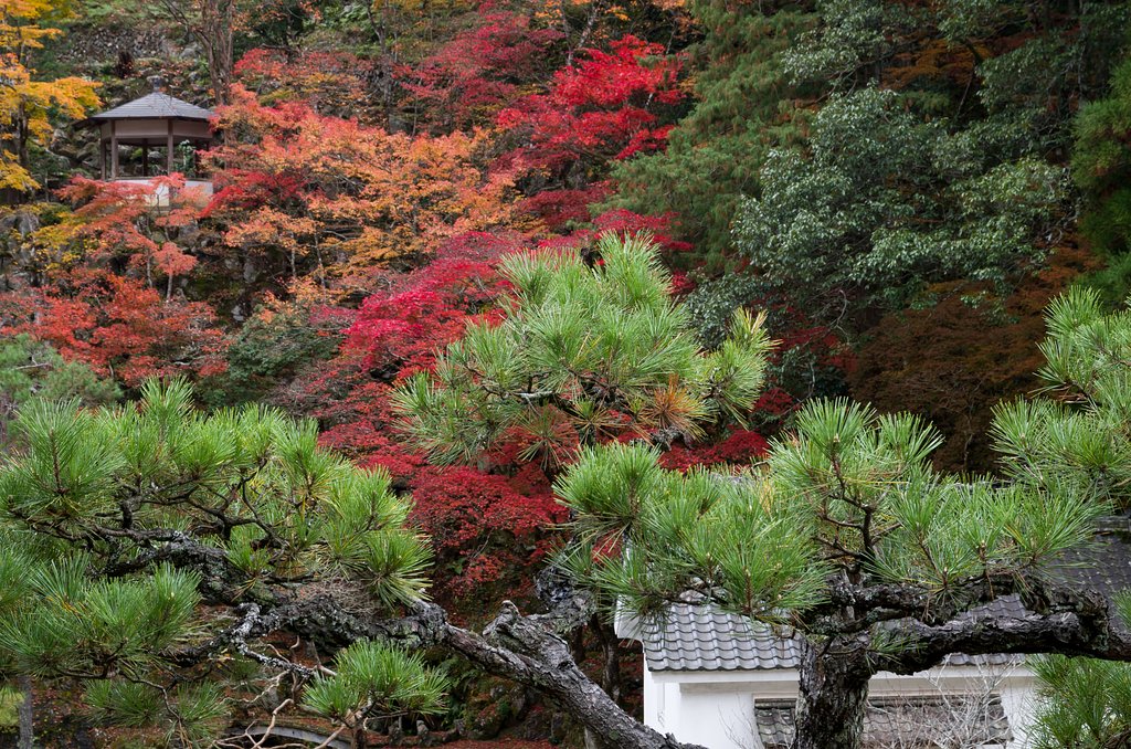 裏山