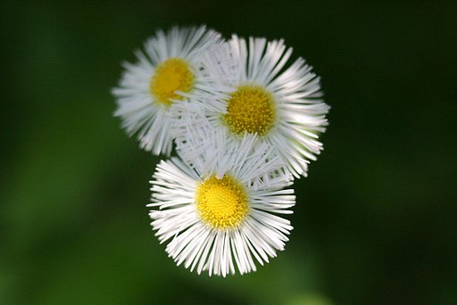 花の名は知らないけれど…