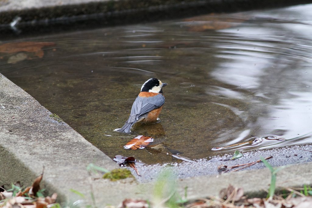普通のヤマガラ
