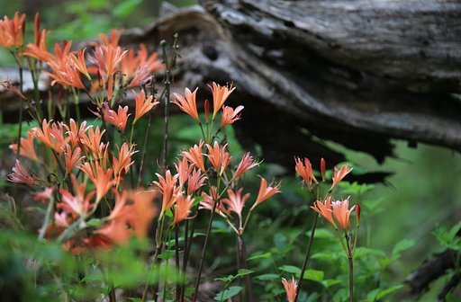 岩手にて：狐の剃刀たち
