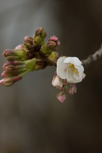 桜の構図