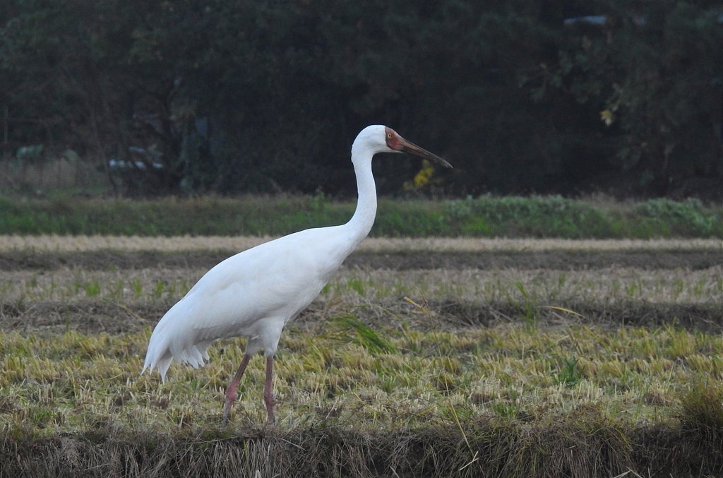 ソデグロヅル 幼鳥