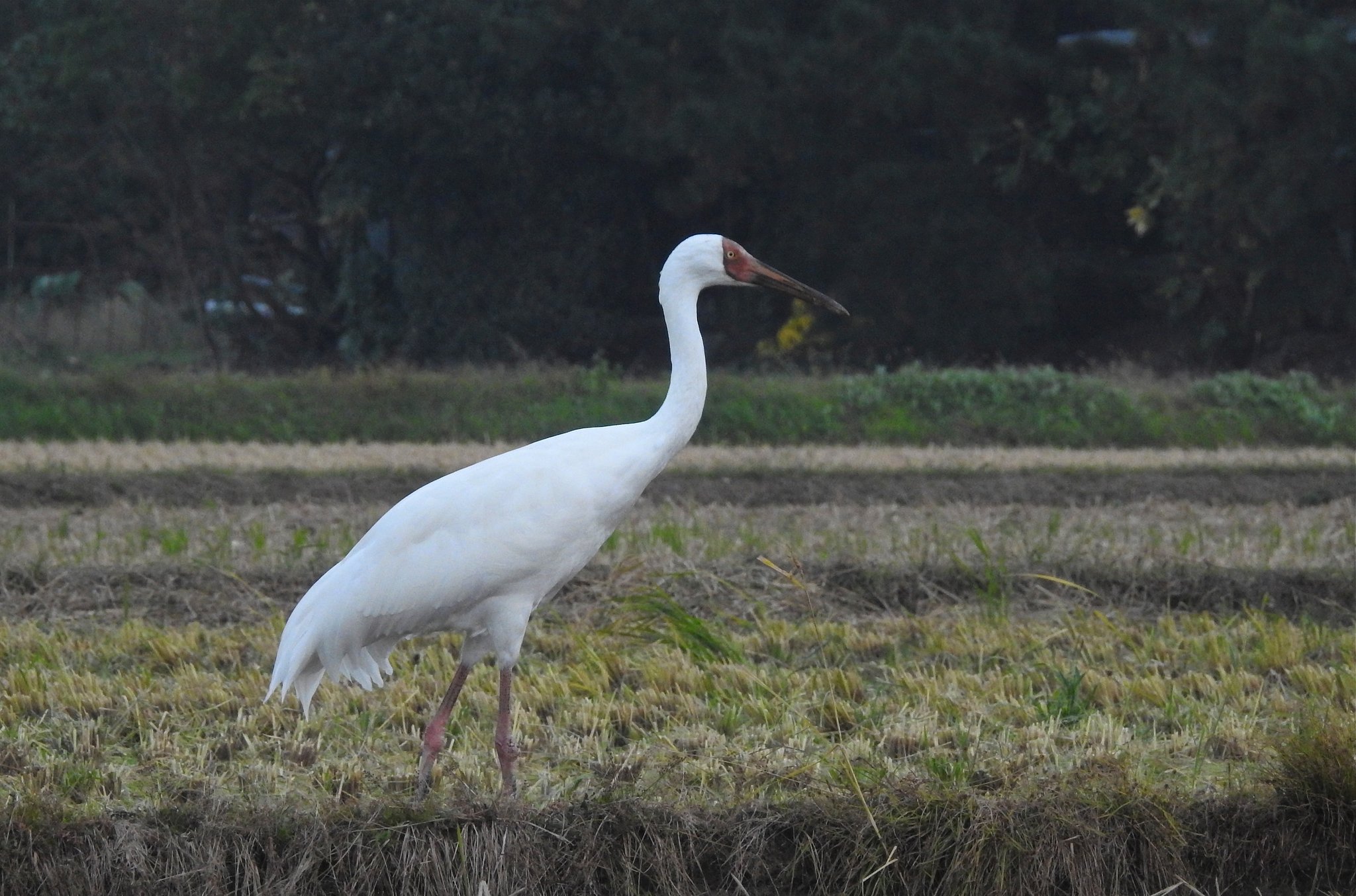 ソデグロヅル 幼鳥
