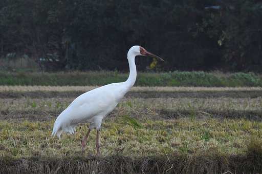 ソデグロヅル 幼鳥