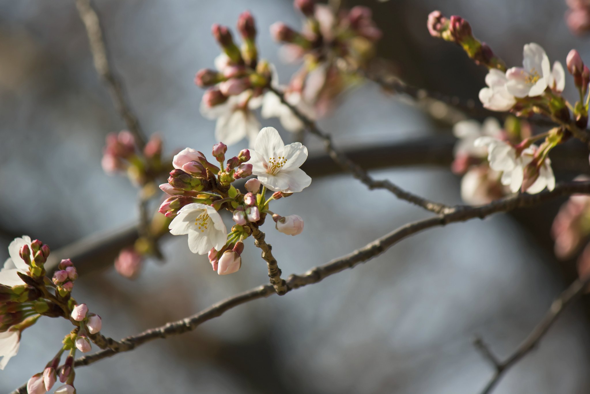 ソメイヨシノ開花です。