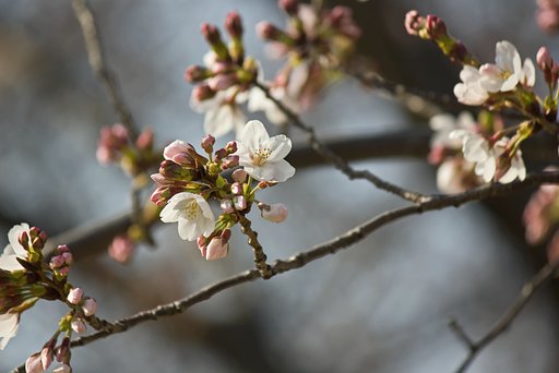 ソメイヨシノ開花です。