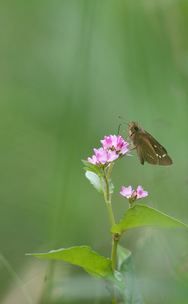 EF500mm F4L IS＋EF1.4Ⅲ