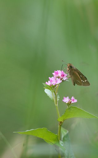 EF500mm F4L IS＋EF1.4Ⅲ