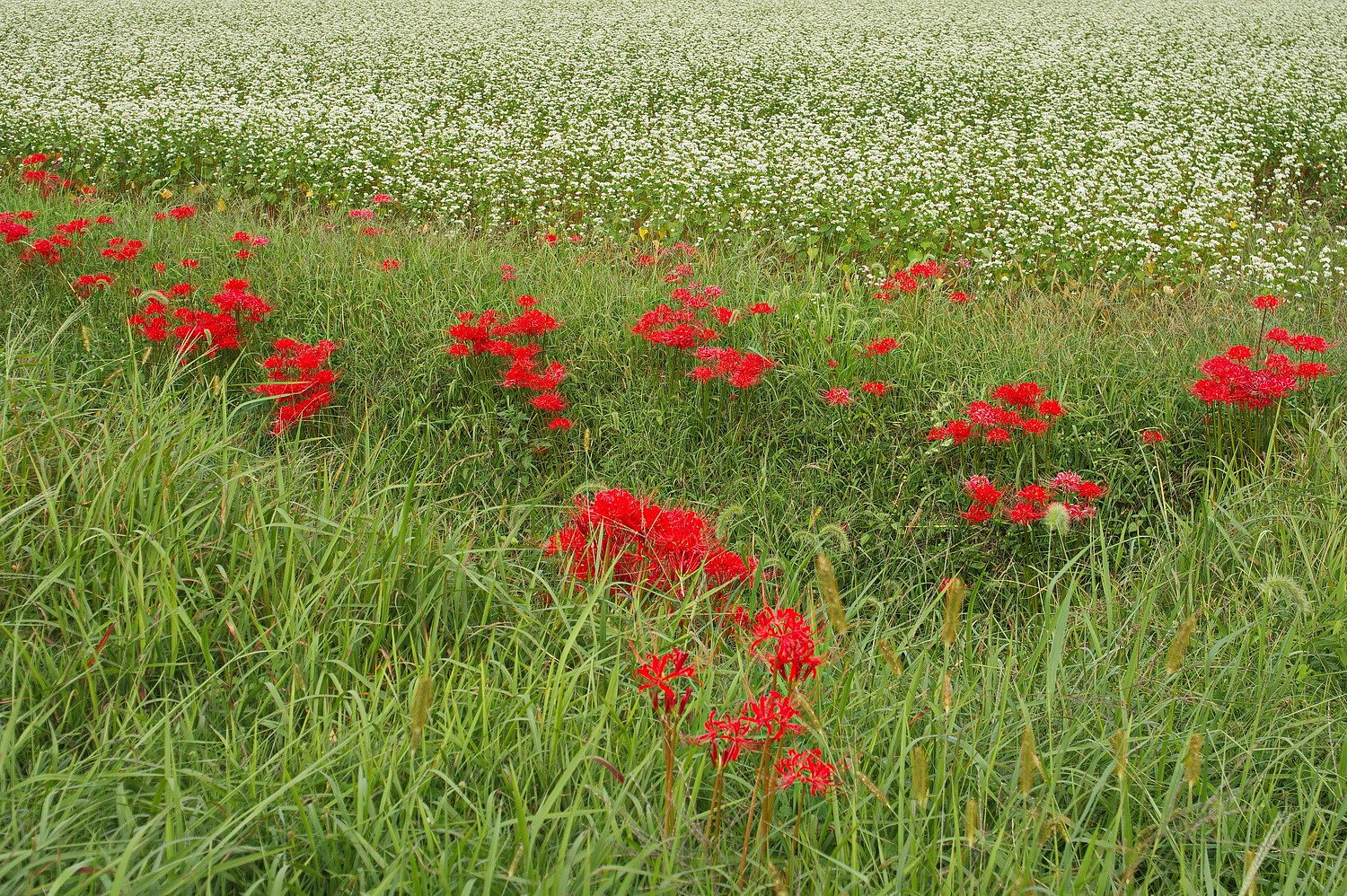 It's green in red and white.﻿