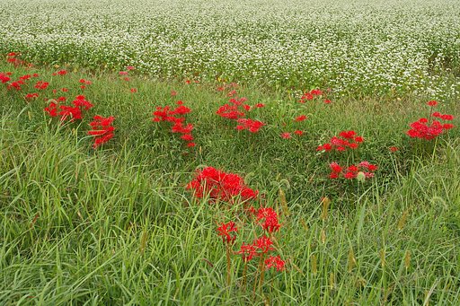 It's green in red and white.﻿