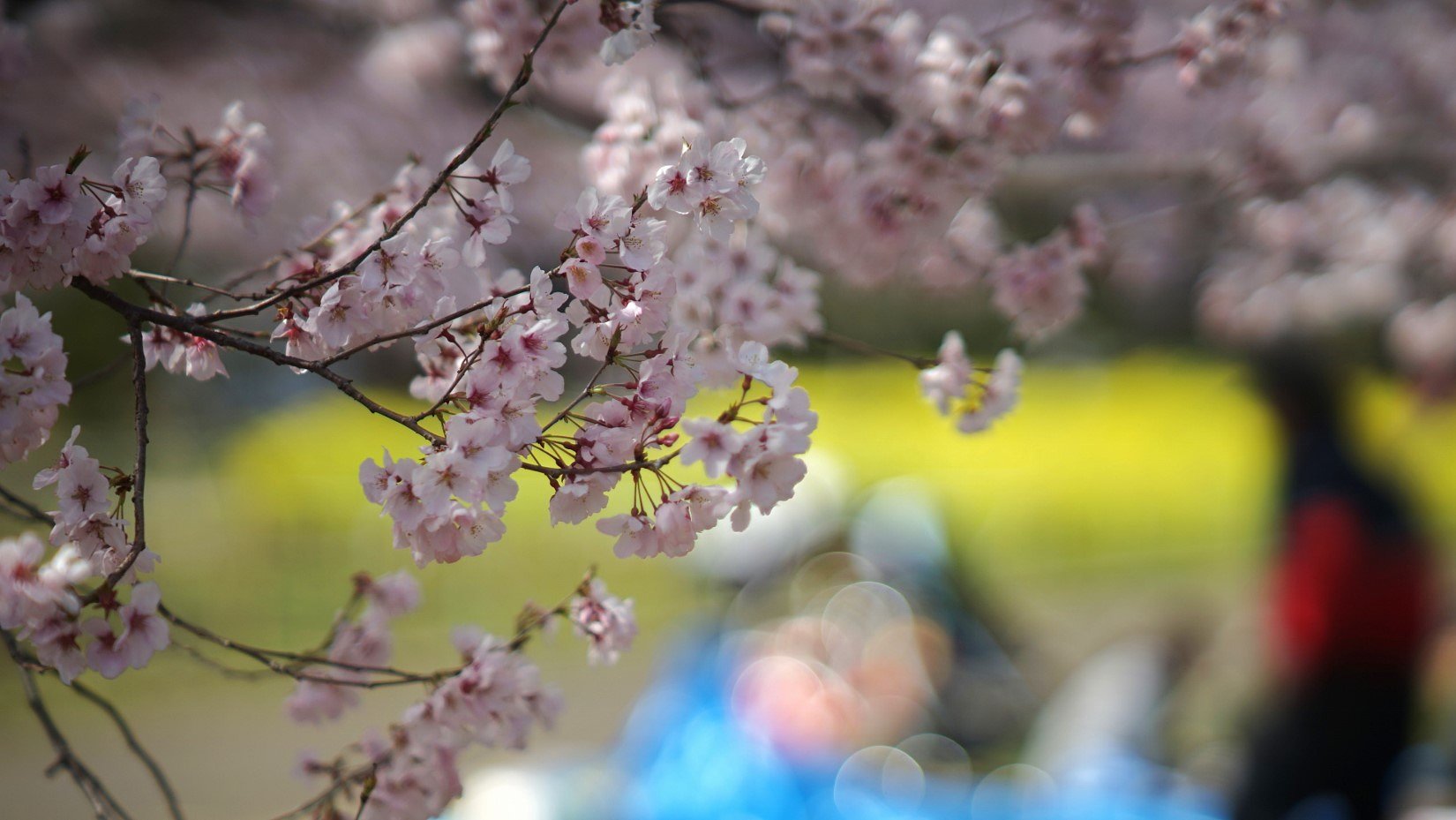 高遠桜