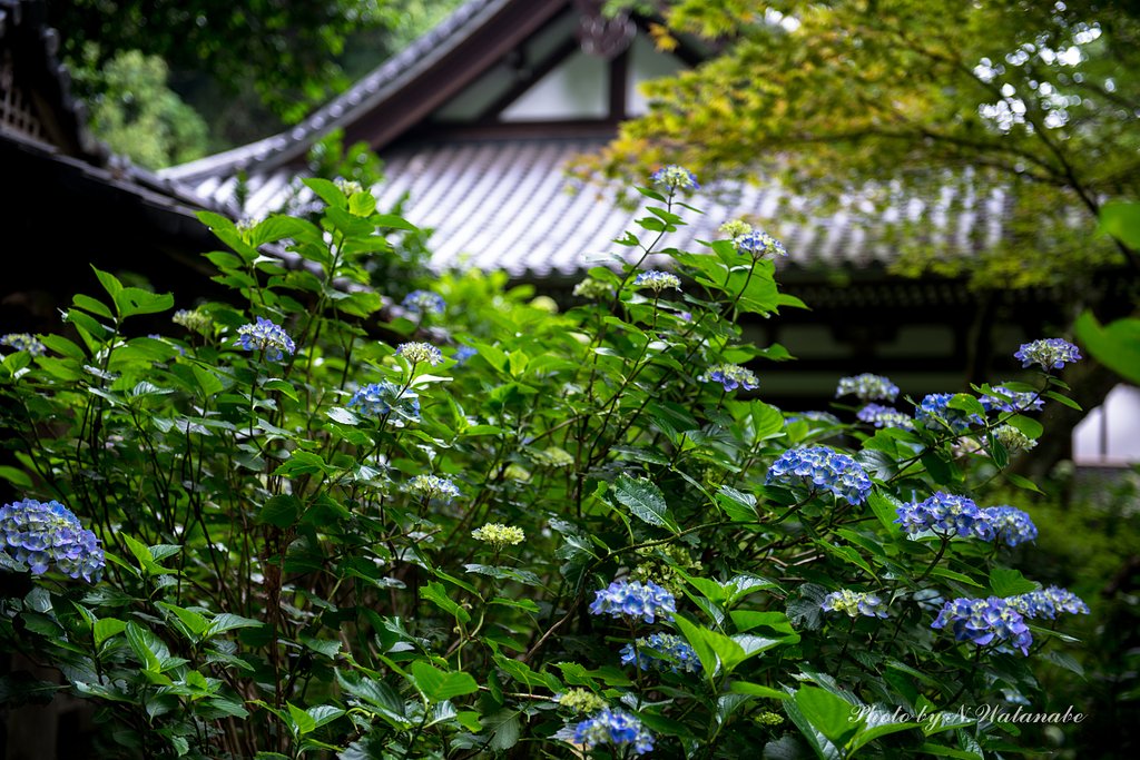 しっとりと