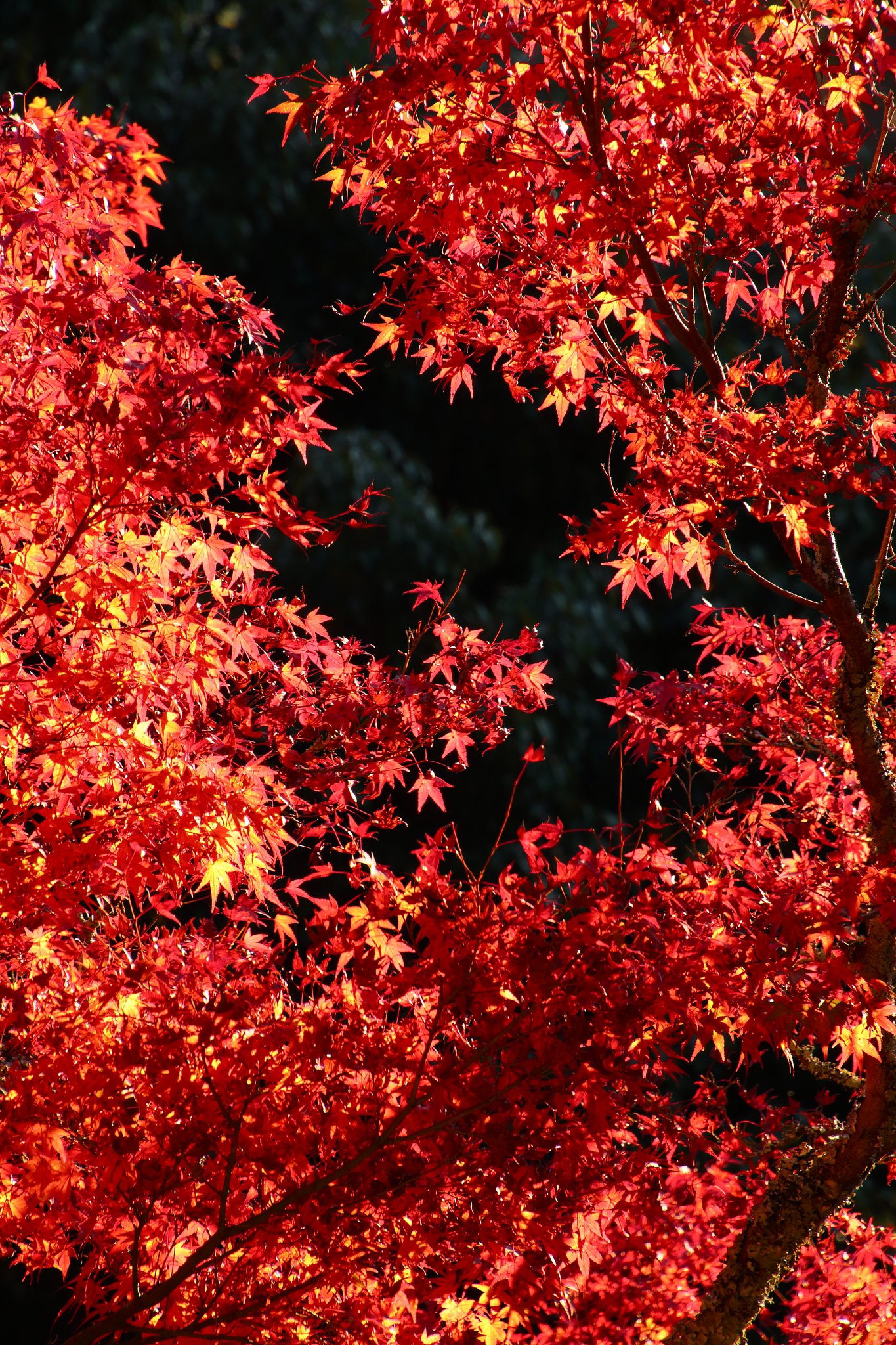 紅葉ブラックホール