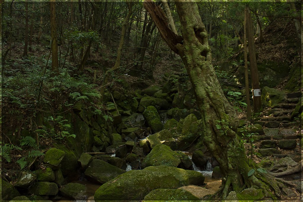 【フリー】山の中、森の声