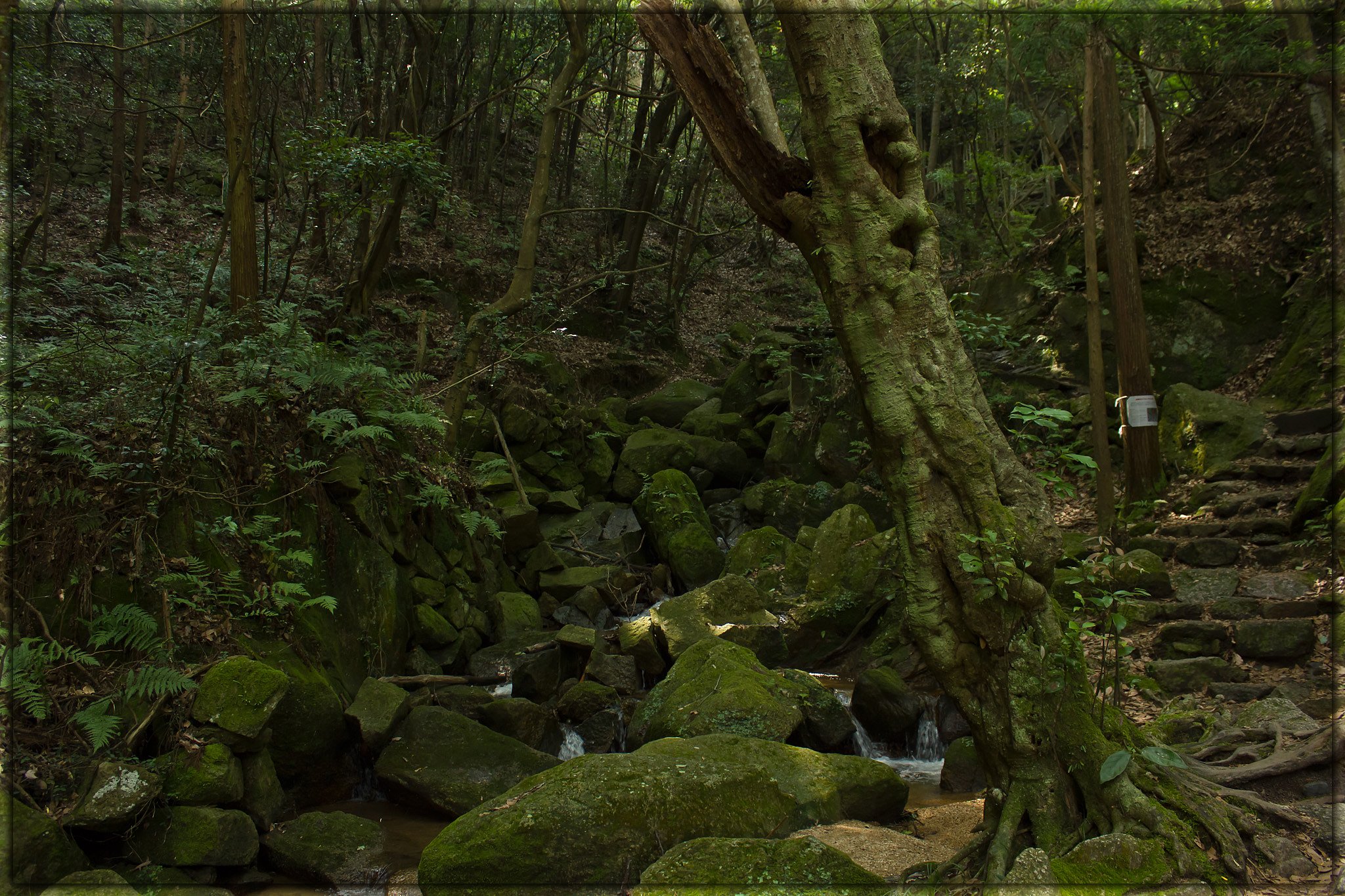 【フリー】山の中、森の声